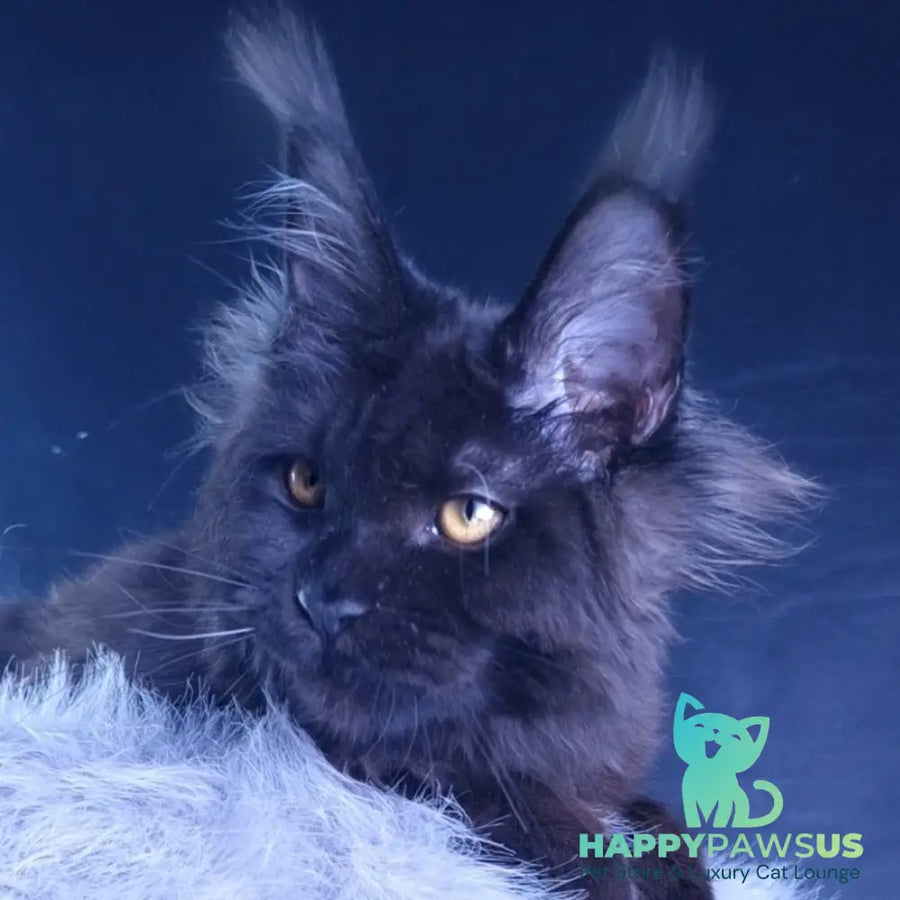 Kristal Lux Maine Coon female black - live animals