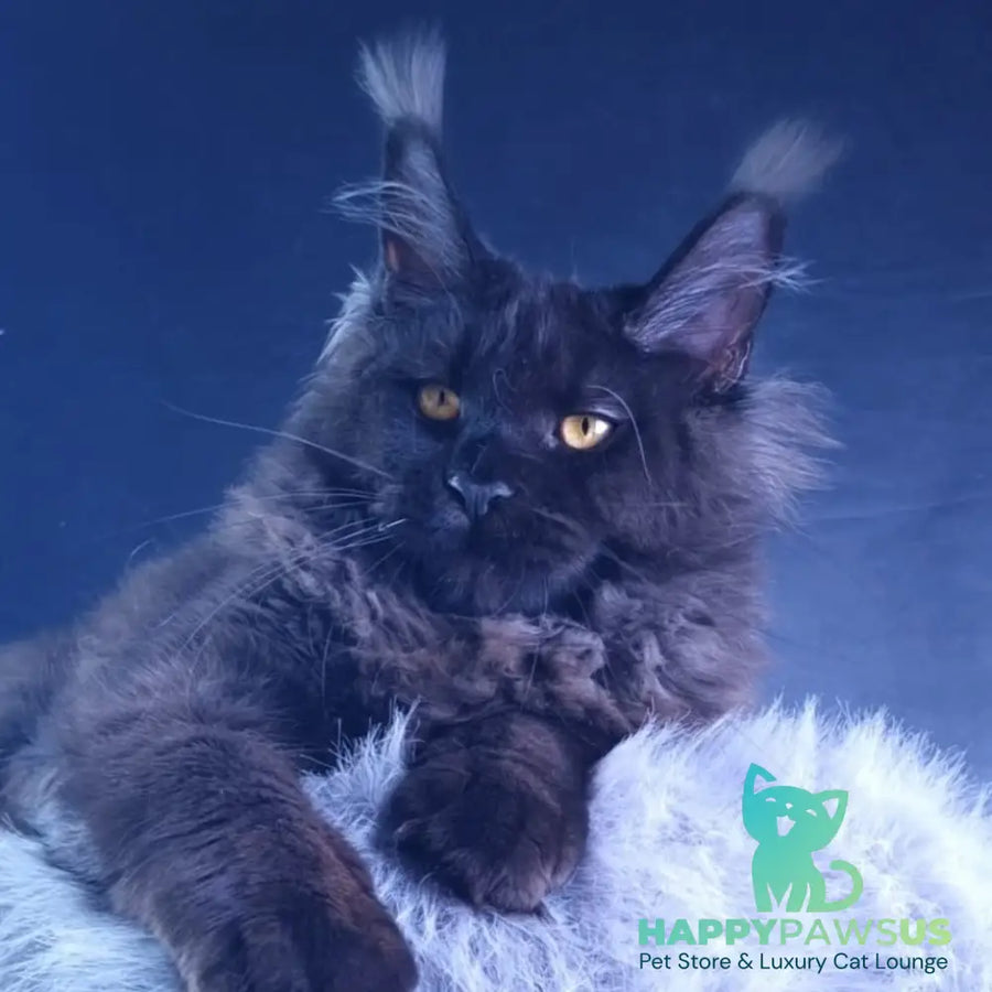 Kristal Lux Maine Coon female black - live animals