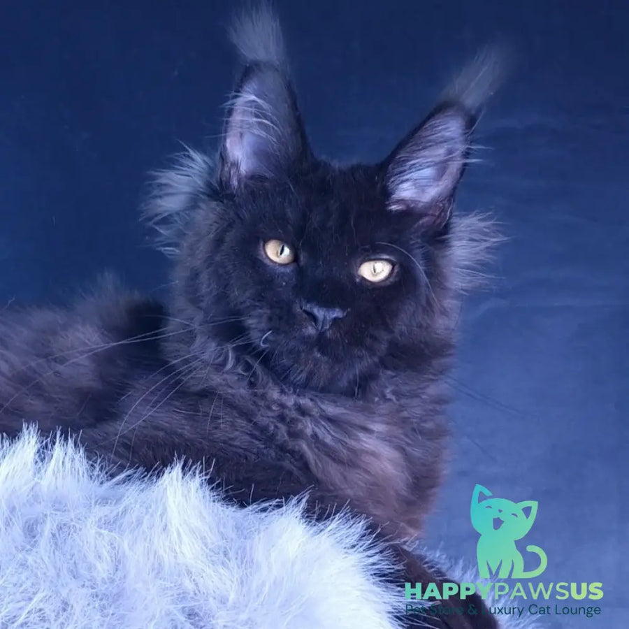 Kristal Lux Maine Coon female black - live animals