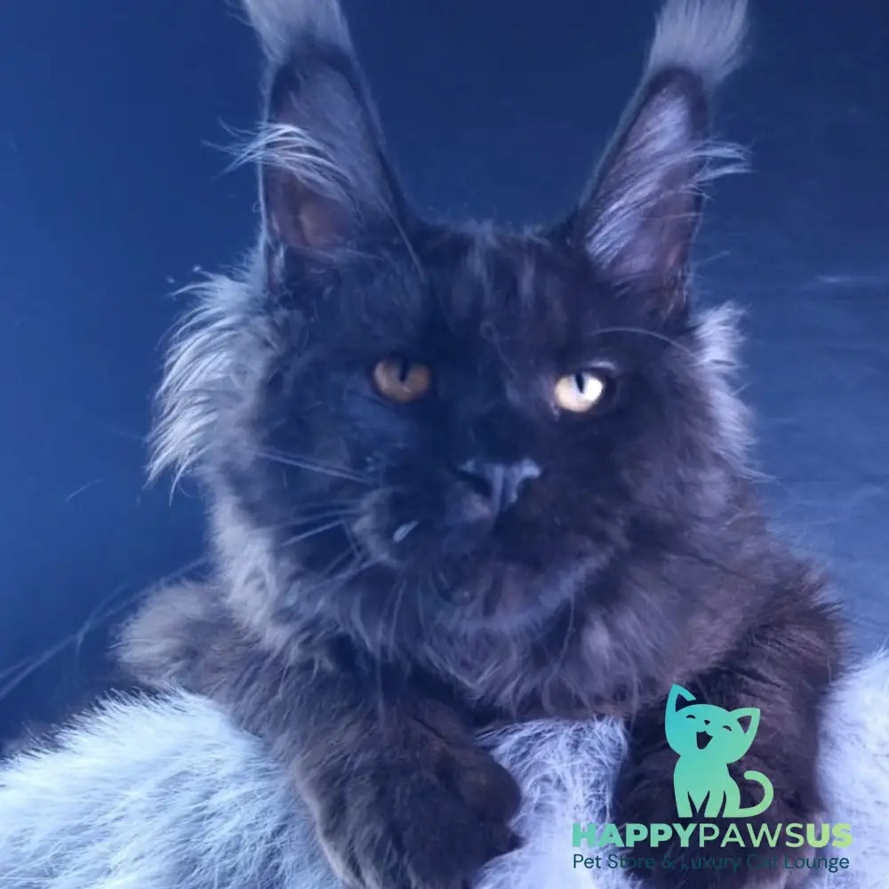 Kristal Lux Maine Coon female black - live animals