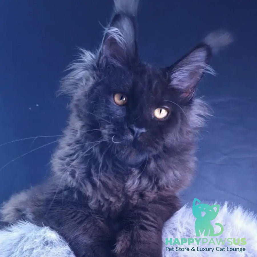 Kristal Lux Maine Coon female black - live animals