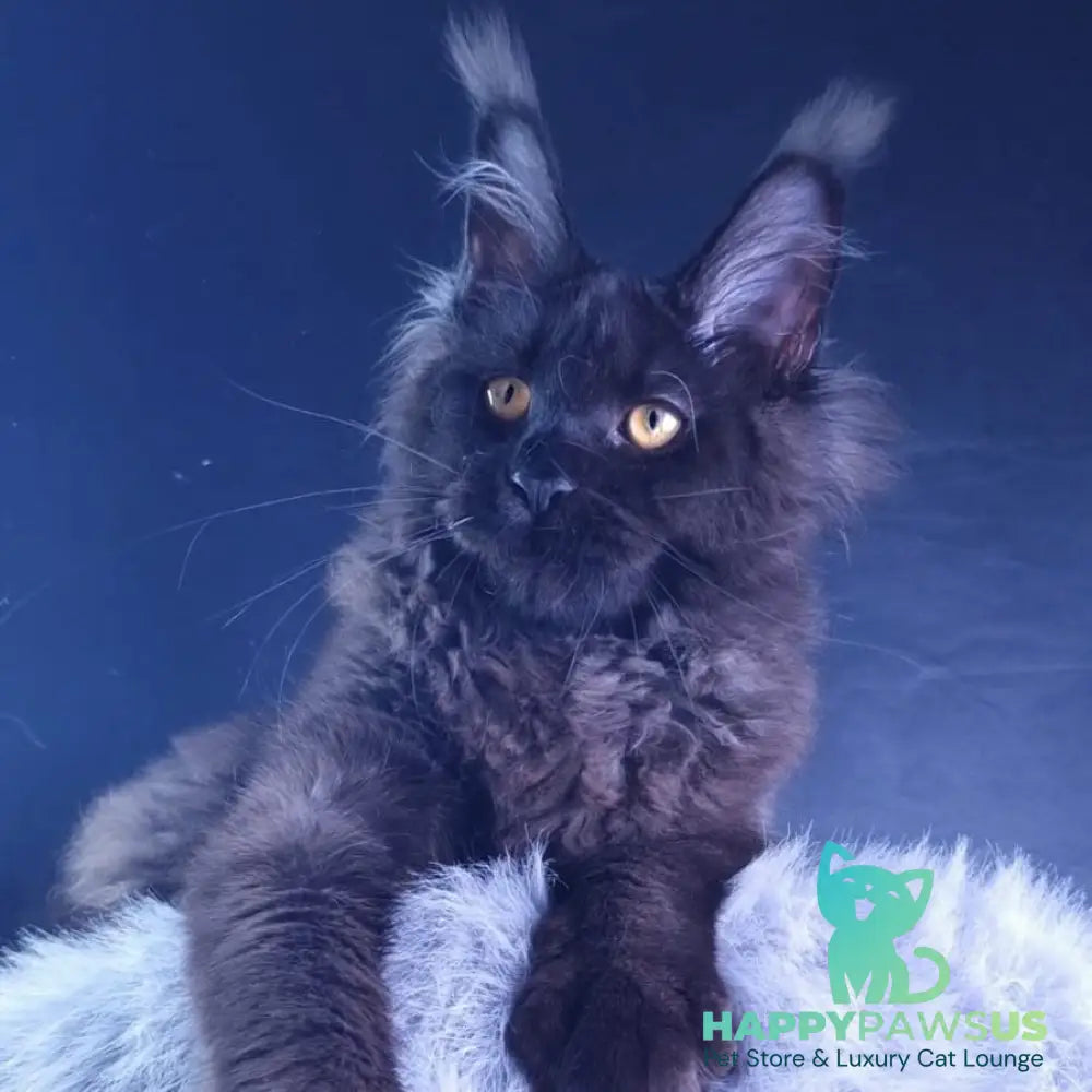 Kristal Lux Maine Coon female black - live animals