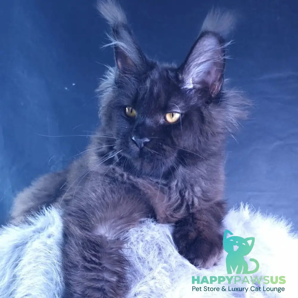 Kristal Lux Maine Coon female black - live animals