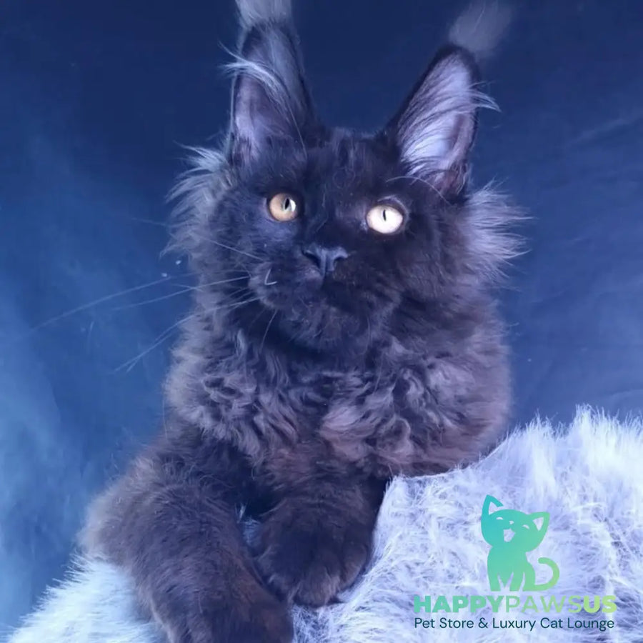 Kristal Lux Maine Coon female black - live animals