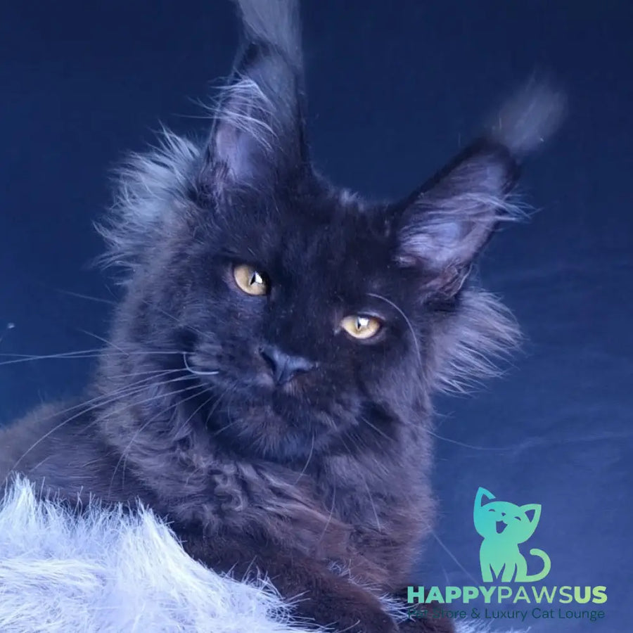 Kristal Lux Maine Coon female black - live animals