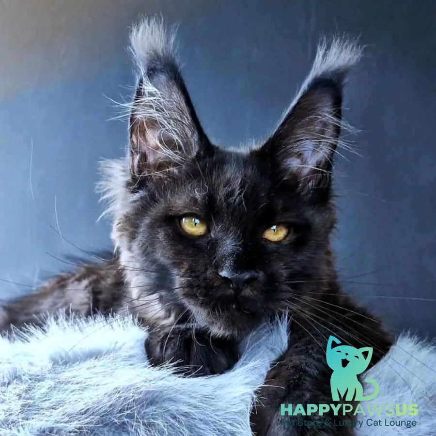 Kristal Lux Maine Coon female black - live animals
