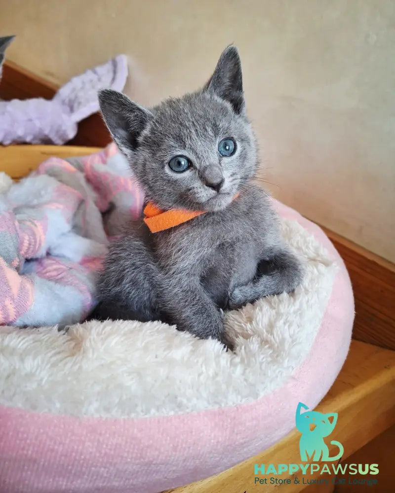 Kristall Russian Blue male blue - live animals
