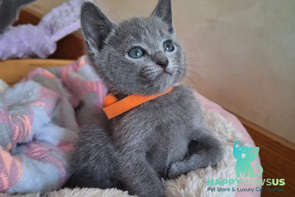 Kristall Russian Blue male blue - live animals