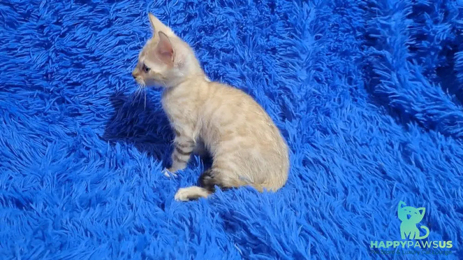 Kristen Bengal male black spotted tabby pointed - live animals