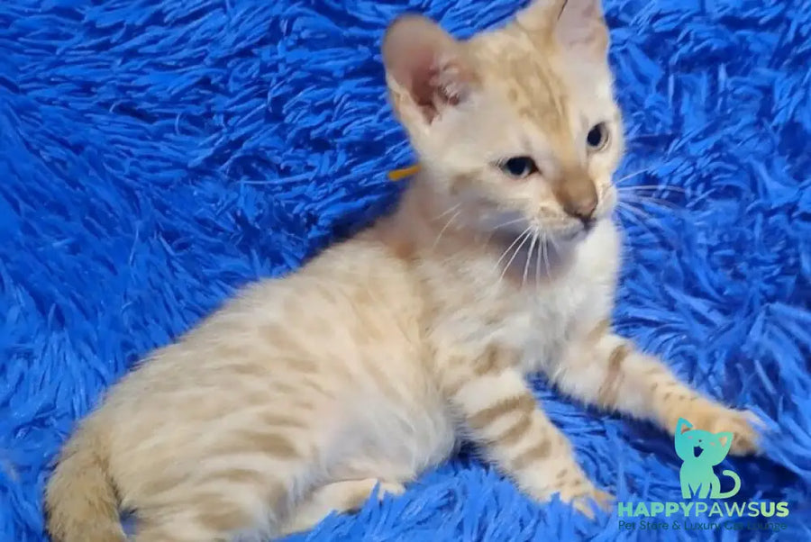 Kristen Bengal male black spotted tabby pointed - live animals