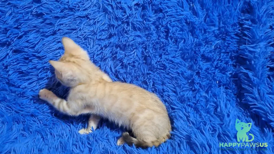 Kristen Bengal male black spotted tabby pointed - live animals