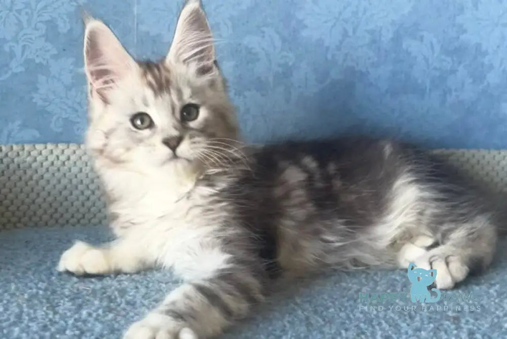 Kristi Maine Coon female black silver tabby live animals