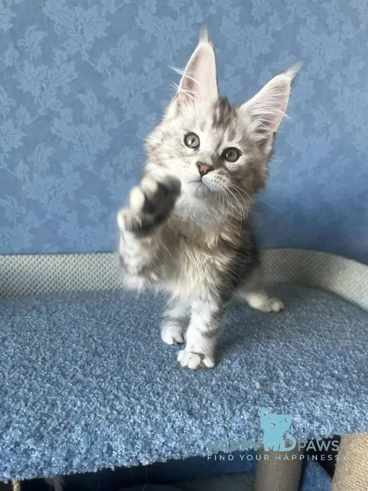 Kristi Maine Coon female black silver tabby live animals