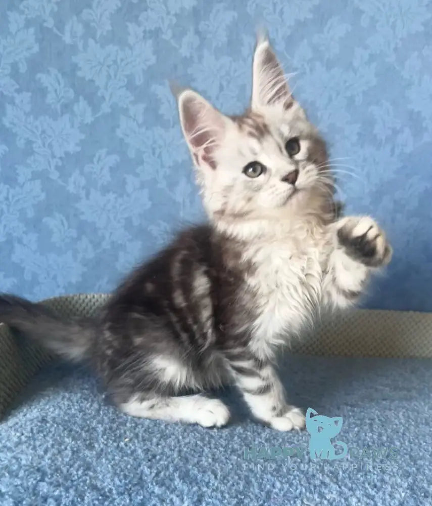 Kristi Maine Coon female black silver tabby live animals