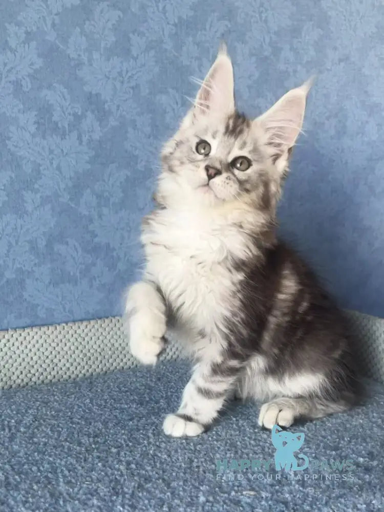 Kristi Maine Coon female black silver tabby live animals