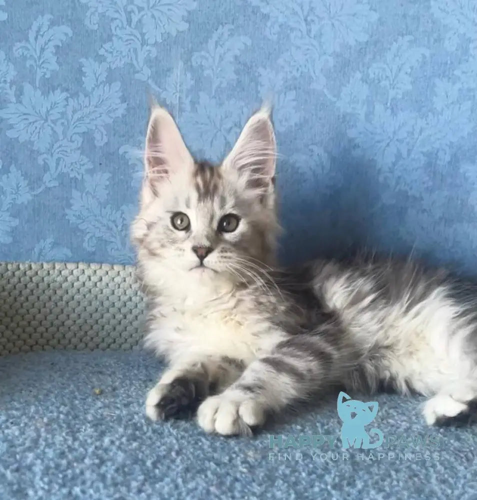Kristi Maine Coon female black silver tabby live animals