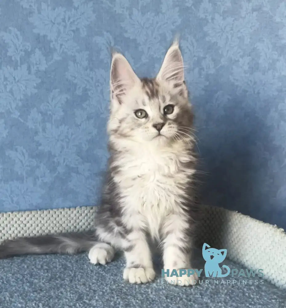 Kristi Maine Coon female black silver tabby live animals