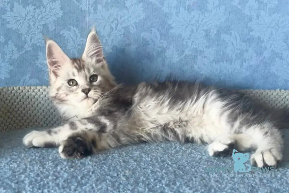 Kristi Maine Coon female black silver tabby live animals