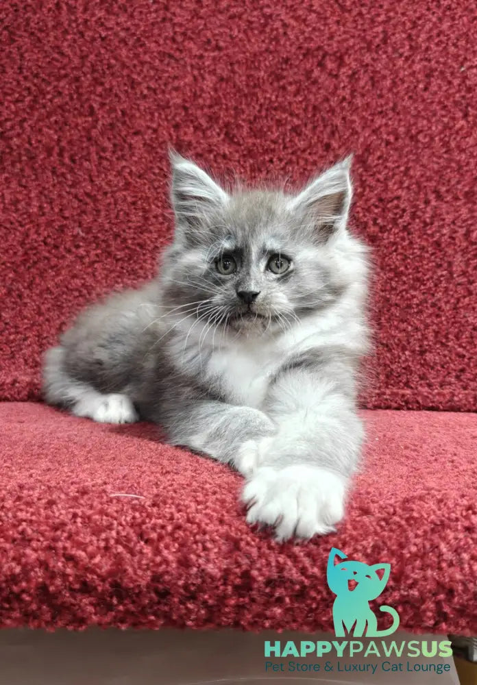 Kristian Maine Coon male black silver with white live animals