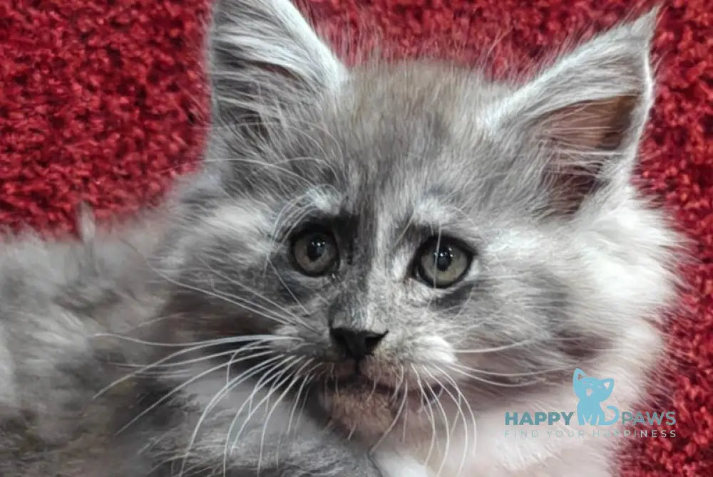 Kristian Maine Coon male black silver with white live animals