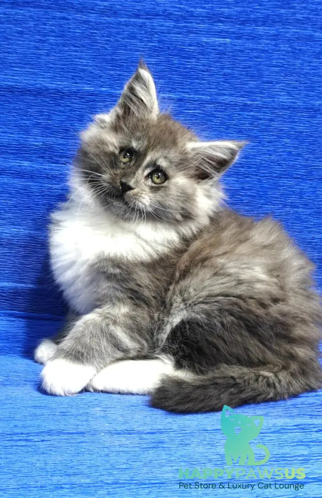 Kristian Maine Coon male black silver with white live animals