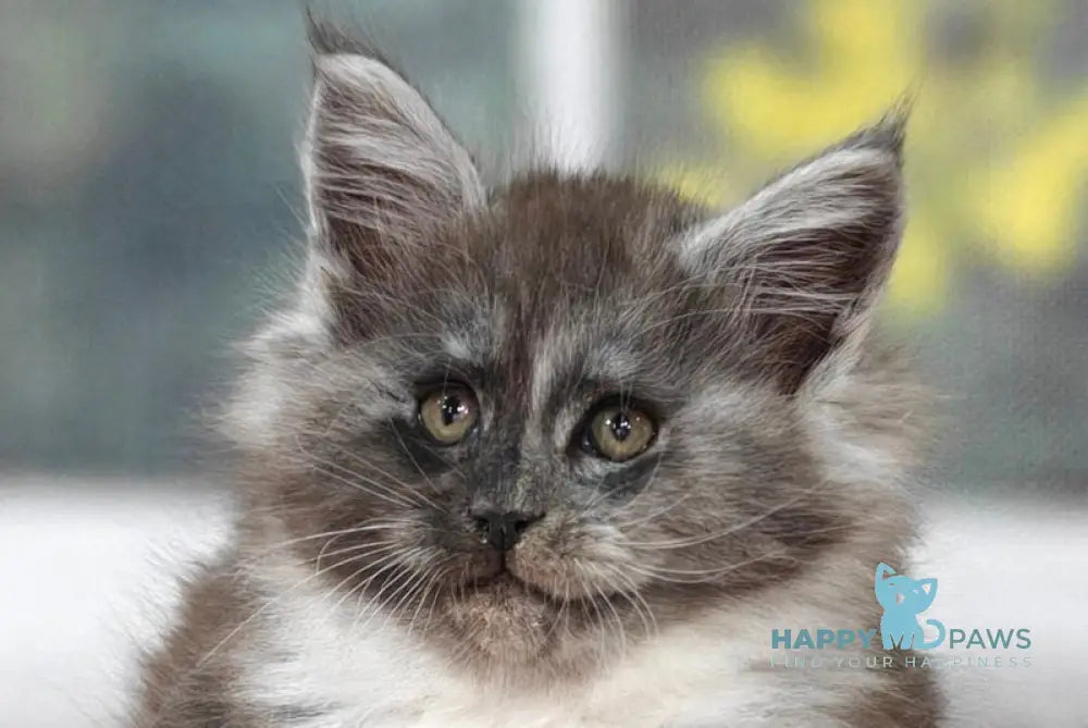 Kristian Maine Coon male black silver with white live animals