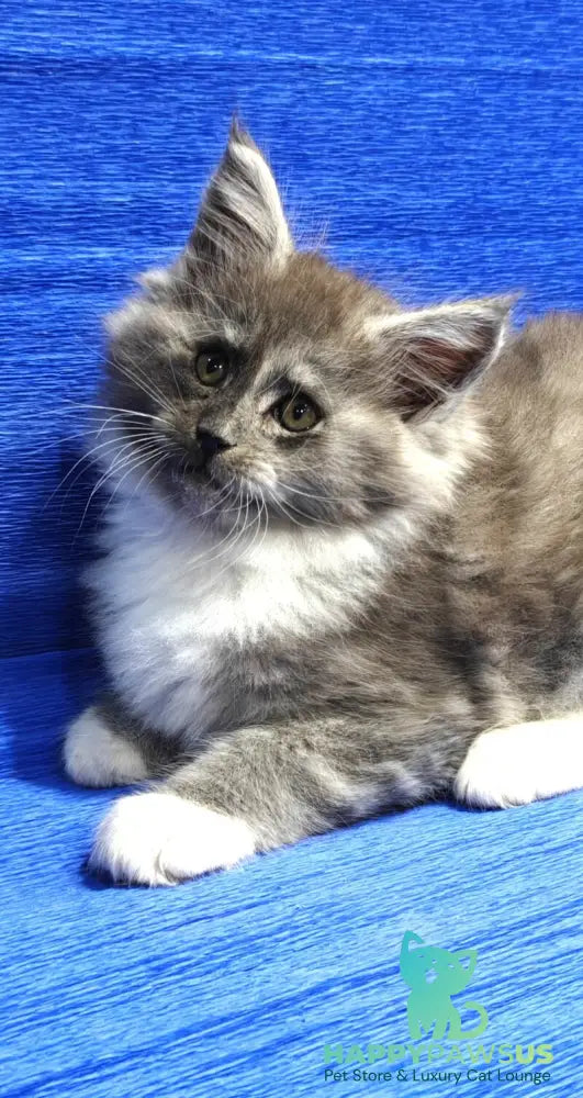 Kristian Maine Coon male black silver with white live animals
