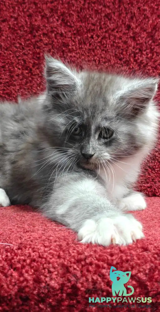 Kristian Maine Coon male black silver with white live animals