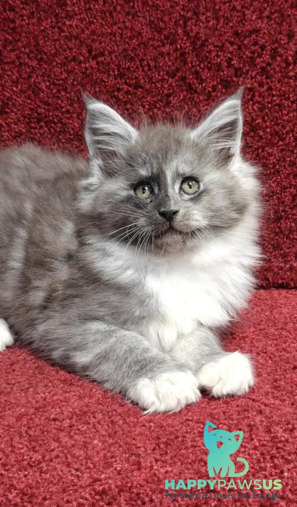 Kristian Maine Coon male black silver with white live animals