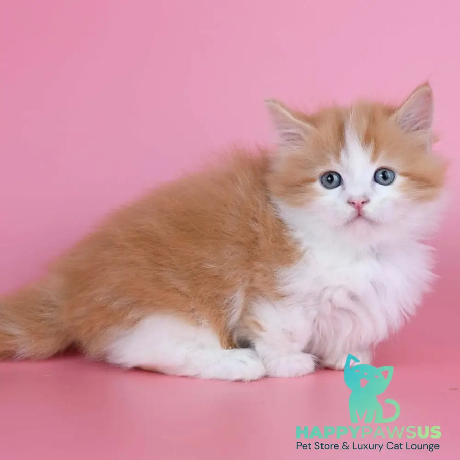 Kristian Munchkin male red bicolour - live animals