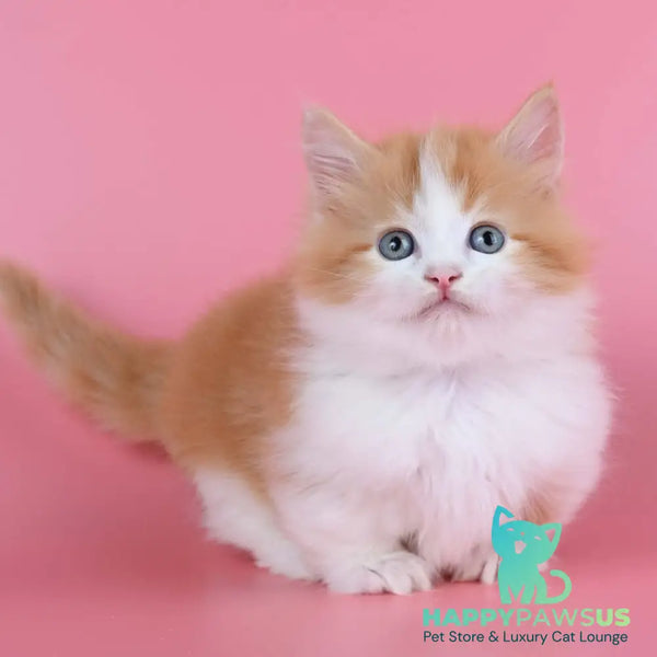 Kristian Munchkin male red bicolour - live animals