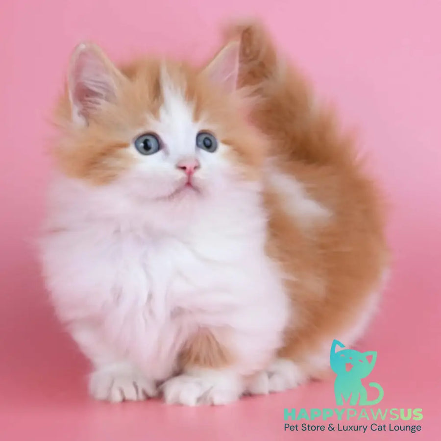 Kristian Munchkin male red bicolour - live animals