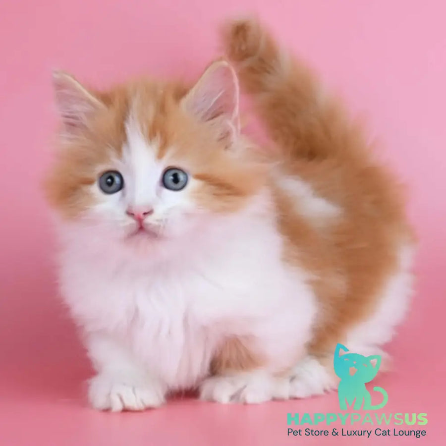 Kristian Munchkin male red bicolour - live animals