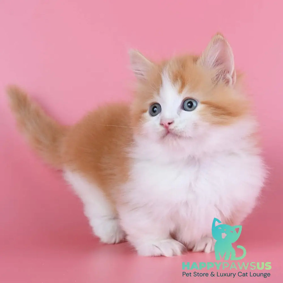 Kristian Munchkin male red bicolour - live animals
