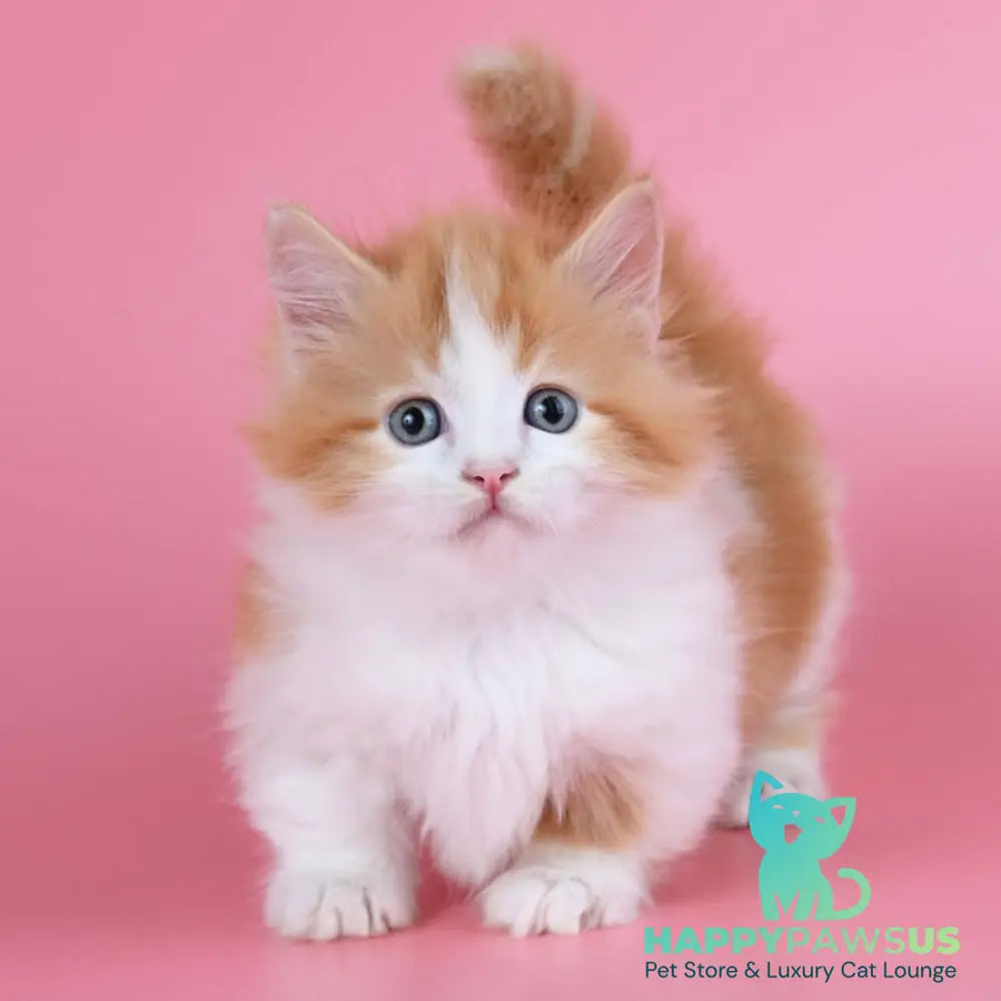 Kristian Munchkin male red bicolour - live animals