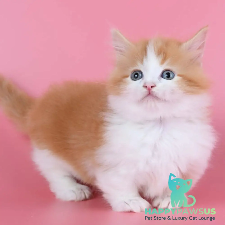 Kristian Munchkin male red bicolour - live animals