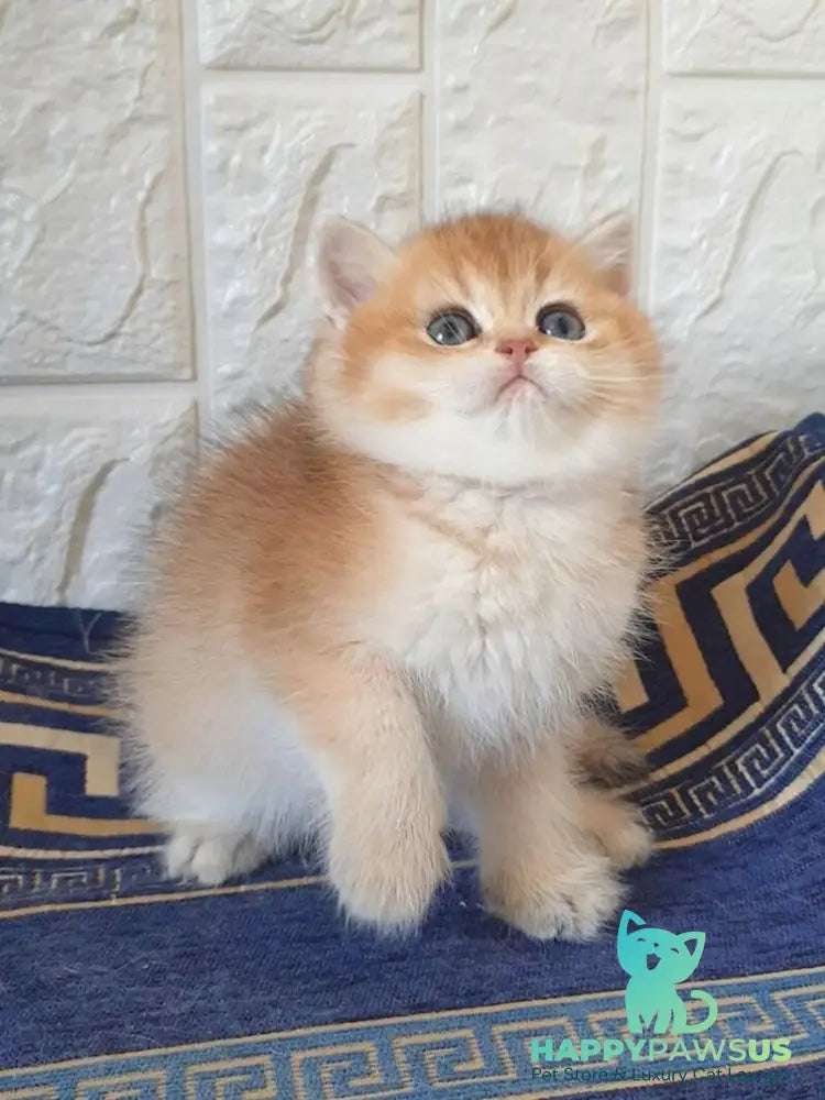 Kristian Scottish Straight male black golden shaded - live animals
