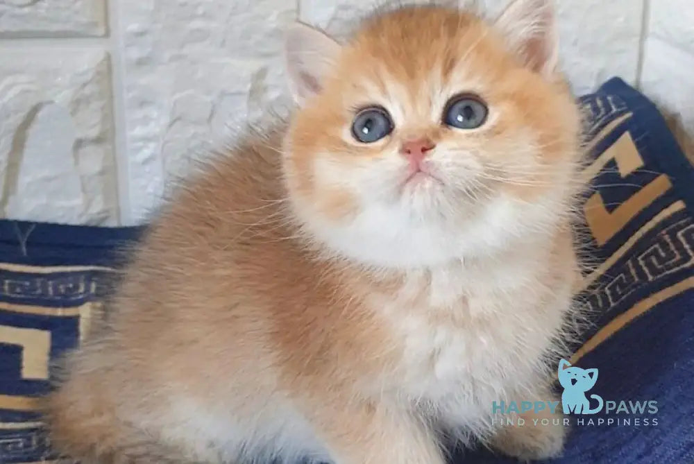 Kristian Scottish Straight male black golden shaded - live animals