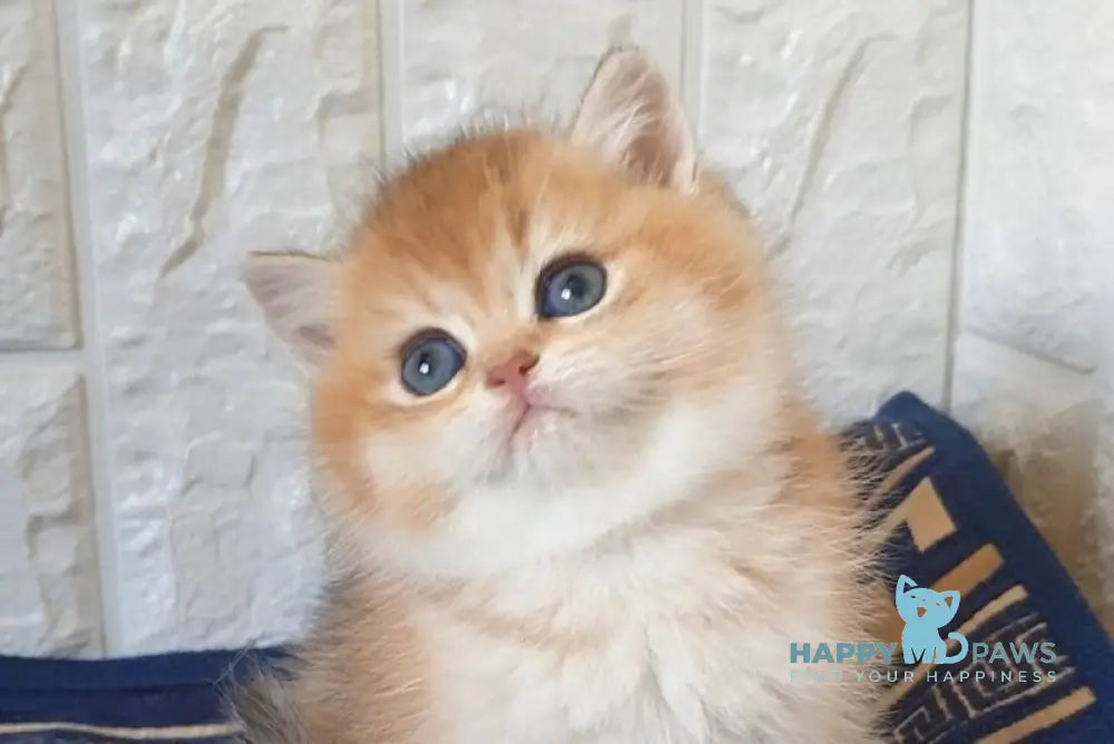 Kristian Scottish Straight male black golden shaded - live animals