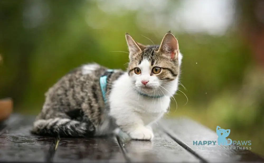 Kristin Munchkin female black spotted tabby bicolour live animals