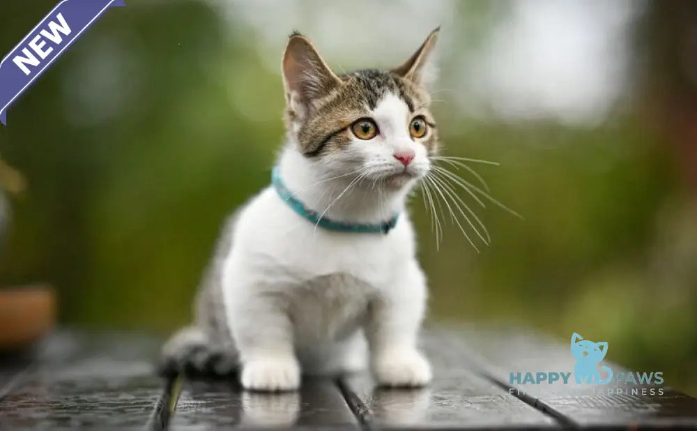 Kristin Munchkin female black spotted tabby bicolour live animals