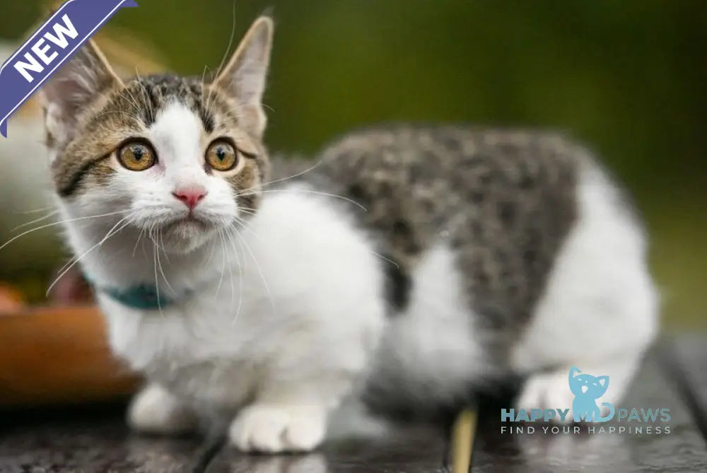 Kristin Munchkin female black spotted tabby bicolour live animals