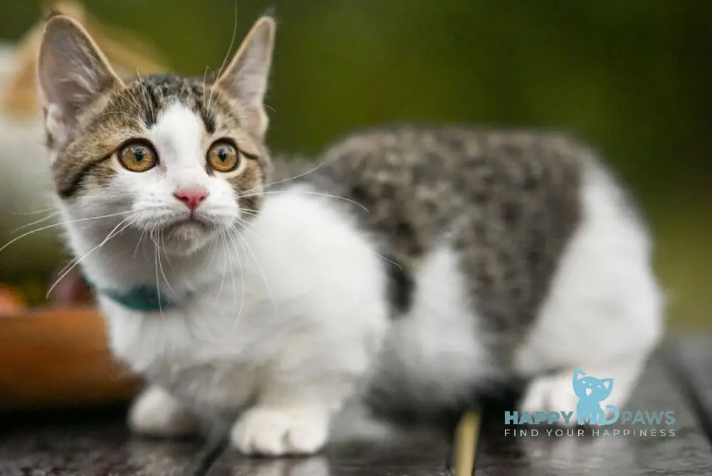 Kristin Munchkin female black spotted tabby bicolour live animals