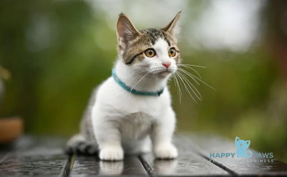 Kristin Munchkin female black spotted tabby bicolour live animals