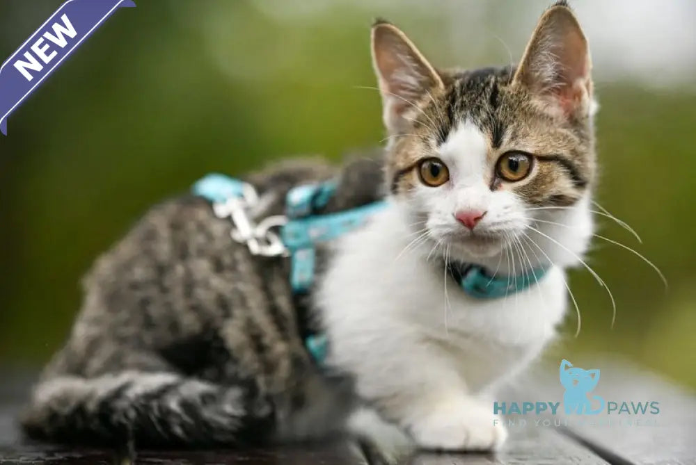 Kristin Munchkin female black spotted tabby bicolour live animals