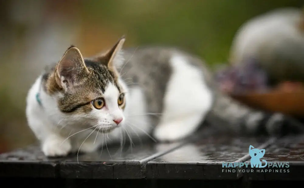 Kristin Munchkin female black spotted tabby bicolour live animals