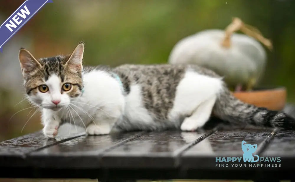 Kristin Munchkin female black spotted tabby bicolour live animals