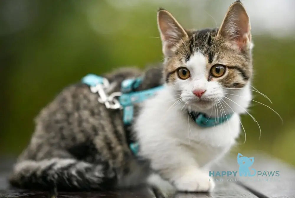 Kristin Munchkin female black spotted tabby bicolour live animals