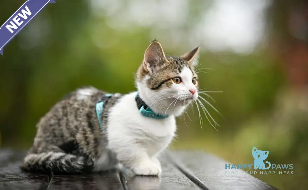 Kristin Munchkin female black spotted tabby bicolour live animals