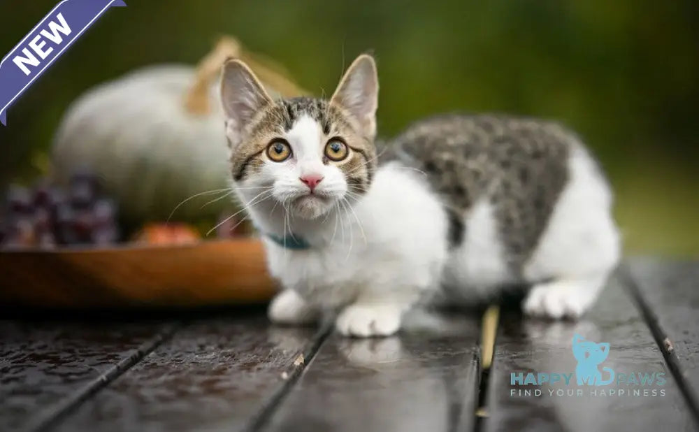 Kristin Munchkin female black spotted tabby bicolour live animals